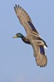 /album/les-oiseaux-de-grandlieu/colvert-male-en-vol-jpg/
